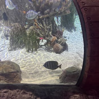 Sea Life - Aquariums Near Me - Orlando, Florida Sea Life - Aquariums Near Me - Orlando, Florida