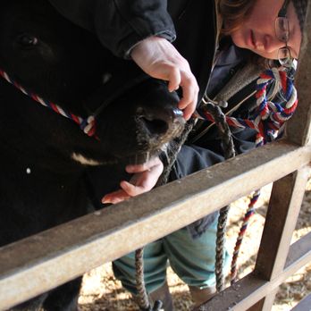 Ashton Animal Clinic - Dr Gould examines the mouth of a show steer. - Veterinarians Near Me - Ashton, Illinois Ashton Animal Clinic - Dr Gould examines the mouth of a show steer. - Veterinarians Near Me - Ashton, Illinois