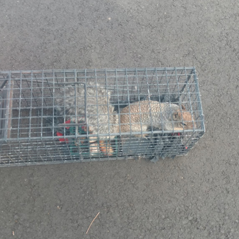 Prairie Dog Terminators - Wildlife Control Near Me - Cedaredge, Colorado Prairie Dog Terminators - Wildlife Control Near Me - Cedaredge, Colorado