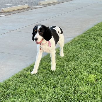 Applause Four Paws - Pet Groomers Near Me - Ventura, California