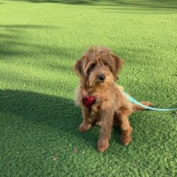 Church Square Park Dog Run - Doggy at the Dog Park