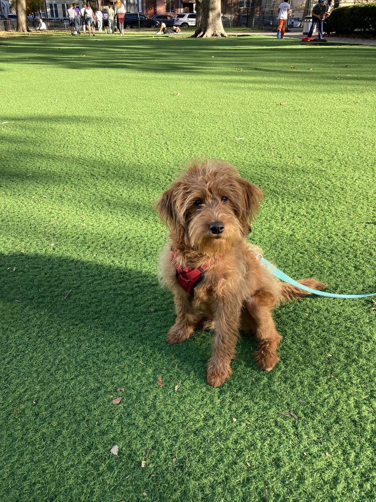 CHURCH SQUARE PARK DOG RUN Updated October 2024 15 Reviews 401