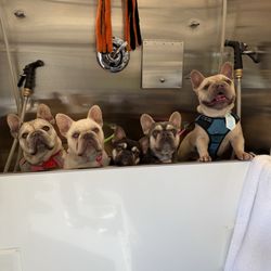 Grooming Spot - Louie, Lucy, Zeus, Nova, & Karl