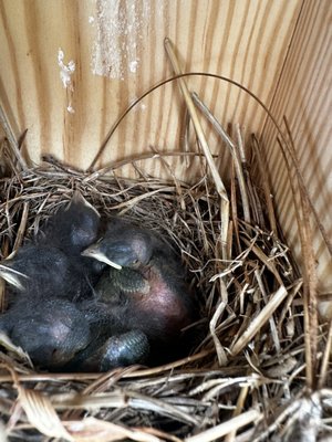 Daniel Stowe Conservancy by null