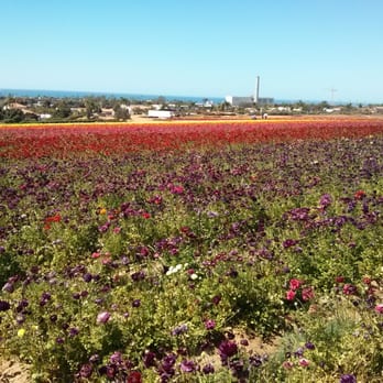 The Flower Fields - Venues & Event Spaces Near Me - Carlsbad, California The Flower Fields - Venues & Event Spaces Near Me - Carlsbad, California