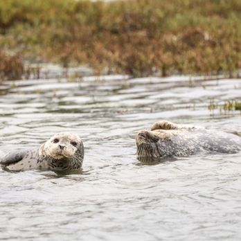 Monterey Bay Eco Tours - Harbor seals - Boat Tours Near Me - Moss Landing, California Monterey Bay Eco Tours - Harbor seals - Boat Tours Near Me - Moss Landing, California