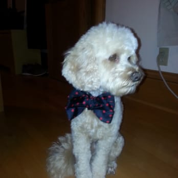 K-9 & Kitty Kutters - Pet Groomers Near Me - Minneapolis, Minnesota