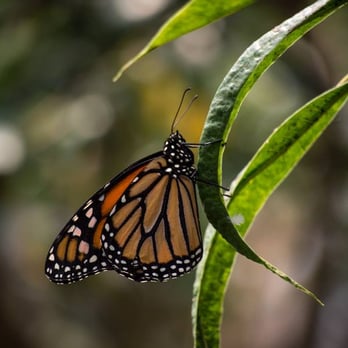 Bronx Zoo - Very nice butterfly exhibit. They have monarchs.  Overall, just a few varieties, but very nice. - Zoos Near Me - Bronx, New York