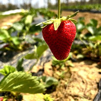 Lazy Creek Farms - Strawberry - Attraction Farms Near Me - Rome, Georgia Lazy Creek Farms - Strawberry - Attraction Farms Near Me - Rome, Georgia
