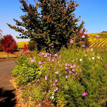 Left Coast Estate - Driveway to the vineyard - Wineries Near Me - Rickreall, Oregon Left Coast Estate - Driveway to the vineyard - Wineries Near Me - Rickreall, Oregon