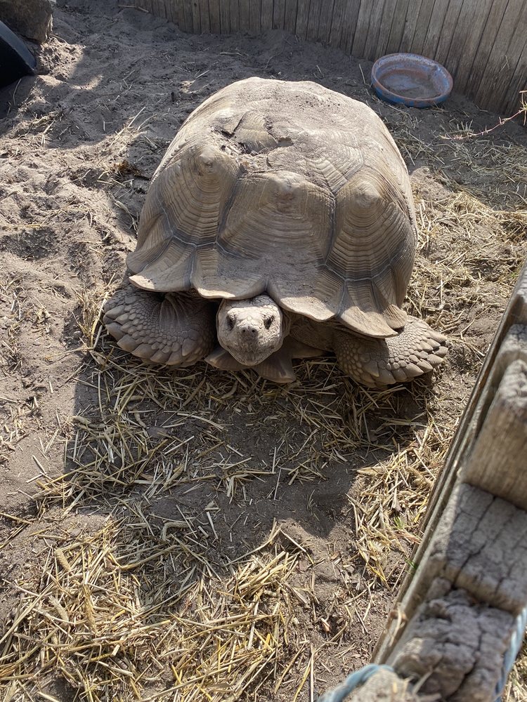 THE TURTLE AND TORTOISE RESCUE OF ARROYO GRANDE Arroyo Grande, California 15 Photos Animal