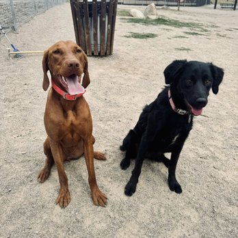 Cherry Hill Dog Park - Kids Activities Near Me - Coeur d'Alene, Idaho Cherry Hill Dog Park - Kids Activities Near Me - Coeur d'Alene, Idaho