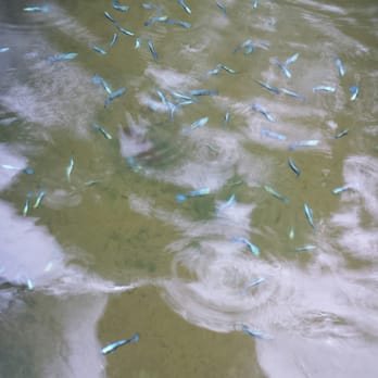 Neighborhood Fish Farm - Neon green guppies - Local Fish Stores Near Me - Miami, Florida Neighborhood Fish Farm - Neon green guppies - Local Fish Stores Near Me - Miami, Florida