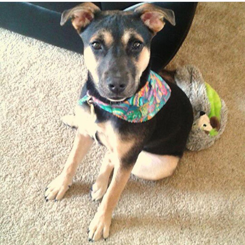 Cuts-4-Muttz - Pet Groomers Near Me - Goldsboro, North Carolina