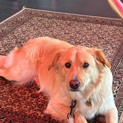 Berkshire Pizzeria - My Gracie chilling on the back porch of restaurant!