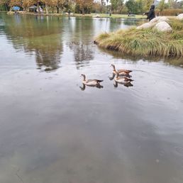 Ducks on the lake Ducks on the lake