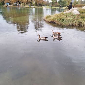 Rancho Jurupa Park - Ducks on the lake - Parks Near Me - Riverside, California Rancho Jurupa Park - Ducks on the lake - Parks Near Me - Riverside, California