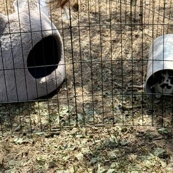 Bode Farms Rescue & Sanctuary - Grandma bunny - Campgrounds Near Me - Ferndale , Washington Bode Farms Rescue & Sanctuary - Grandma bunny - Campgrounds Near Me - Ferndale , Washington