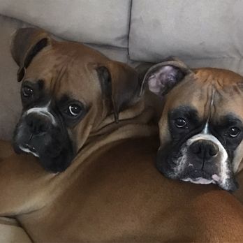 Parkway Animal Center - Shadow and Finn - Pet Groomers Near Me - Fairfield, California