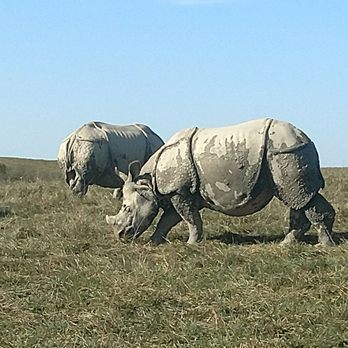 The Wilds - Rhino - Parks Near Me - Cumberland, Ohio The Wilds - Rhino - Parks Near Me - Cumberland, Ohio