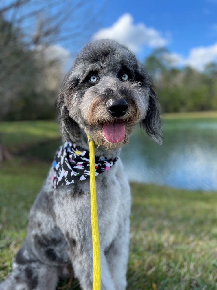 Nature's Pet Day Spa Image