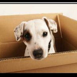 Pals Moving Systems