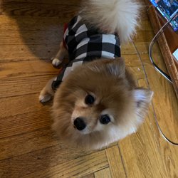All Paws Grooming - Biscut Just got a hair cut