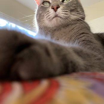 The Cat Doctor - Tabitha feeling better! - Veterinarians Near Me - Thousand Oaks, California The Cat Doctor - Tabitha feeling better! - Veterinarians Near Me - Thousand Oaks, California