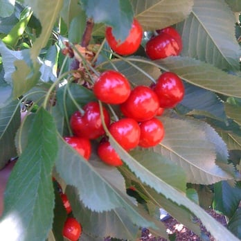 Pease Ranch - Juicy and sweet! - Fruits & Veggies Near Me - Brentwood, California Pease Ranch - Juicy and sweet! - Fruits & Veggies Near Me - Brentwood, California