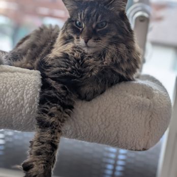 Tribe Tails Pet Care - Pet Sitting Near Me Tribe Tails Pet Care - Pet Sitting Near Me