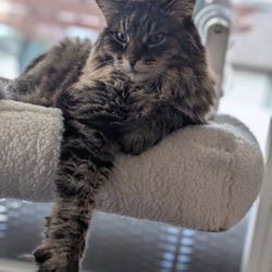 Tribe Tails Pet Care
