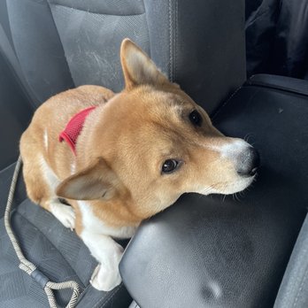 Veterinary Emergency Center - This was before the vet , he was really sick - Veterinarians Near Me - Redlands, California