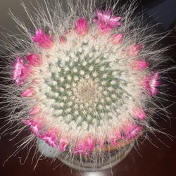 Its The Touch - Ring of fire