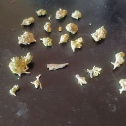 Flora Terra - One little palm full of my  stem budz