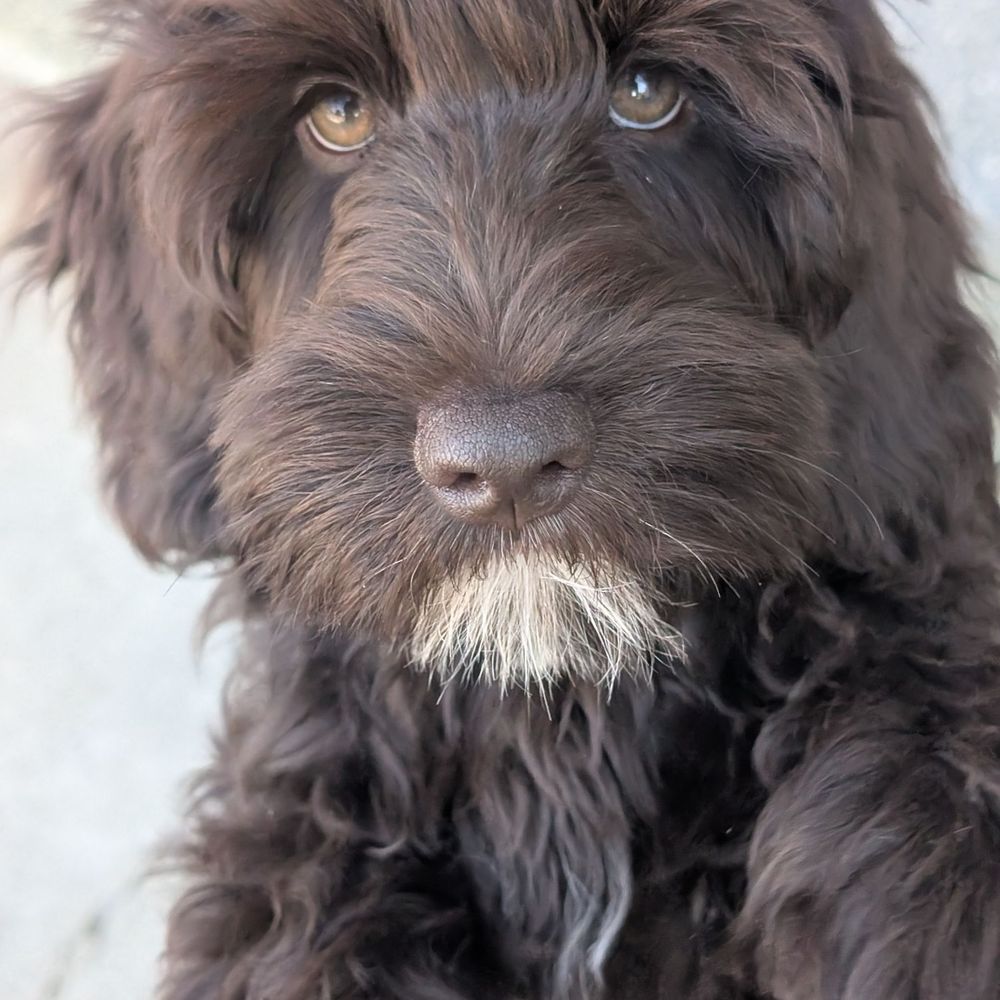 TOP 10 BEST Pets near Clarksburg, CA - Updated 2026 - Yelp