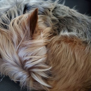 Classy Pet Grooming School - Their hair is so thick and can easily get matted. - Pet Groomers Near Me - Loveland, Colorado Classy Pet Grooming School - Their hair is so thick and can easily get matted. - Pet Groomers Near Me - Loveland, Colorado