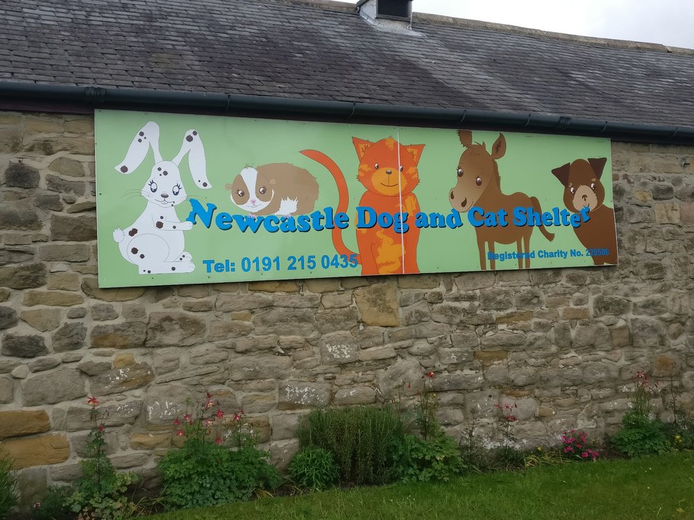 NEWCASTLE DOG AND CAT SHELTER Updated October 2024 Benton Lane