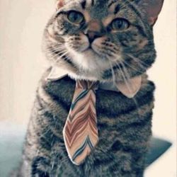 Blue Ribbon Cleaners - Don't ask....haha!  Just don't go there.  Kitty doesnt like to talk about how the cleaners made his tie shrink.  Not a happy customer.