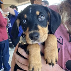 Pawfect Match Rescue and Rehabilitation - Adopted dog