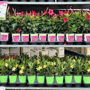 The Home Depot - More flowers - Hardware Stores Near Me - McAllen, Texas The Home Depot - More flowers - Hardware Stores Near Me - McAllen, Texas