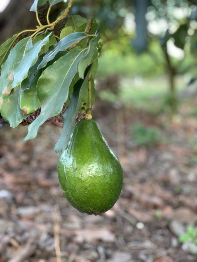 SERENDIB TROPICAL FRUIT FARM 33 Photos & 14 Reviews Fruits