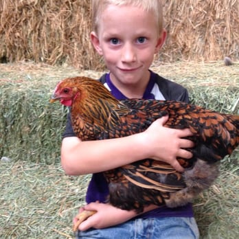 Green Acres Corn Maze - Petting Farm Fun - Pumpkin Patches Near Me - Casper, Wyoming Green Acres Corn Maze - Petting Farm Fun - Pumpkin Patches Near Me - Casper, Wyoming