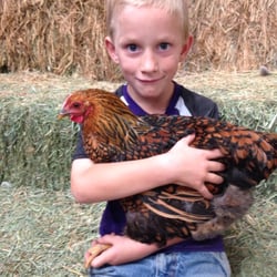 Green Acres Corn Maze - Petting Farm Fun