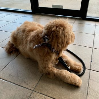 Grooming Tails - Pet Groomers Near Me - Spring, Texas Grooming Tails - Pet Groomers Near Me - Spring, Texas
