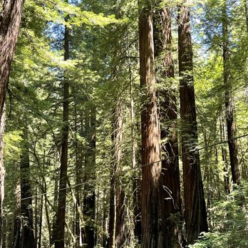 Humboldt Redwoods State Park - Parks Near Me - Weott, California Humboldt Redwoods State Park - Parks Near Me - Weott, California