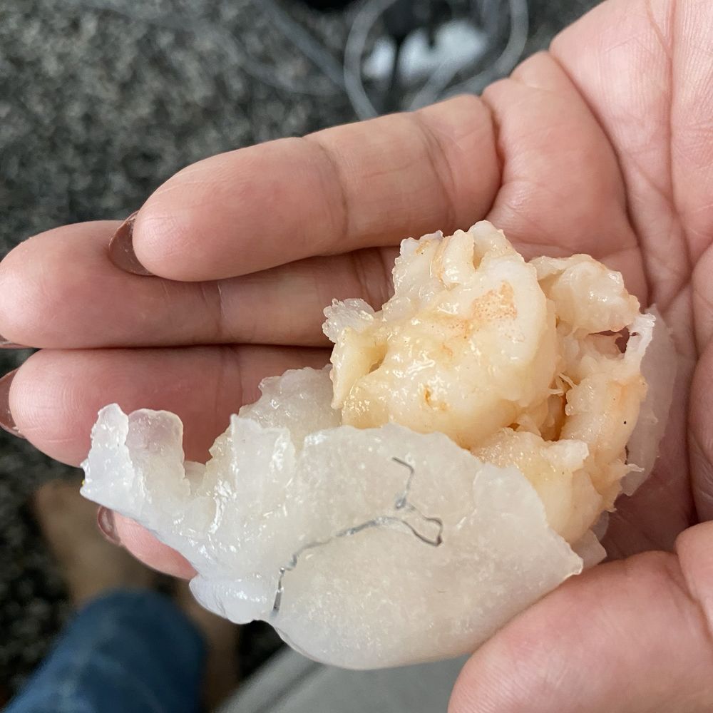 D T Dim Sum & Tea - Metal wire from most like wire washing sponge on shrimp dumpling - Coffee & Tea Near Me - San Leandro, California D T Dim Sum & Tea - Metal wire from most like wire washing sponge on shrimp dumpling - Coffee & Tea Near Me - San Leandro, California