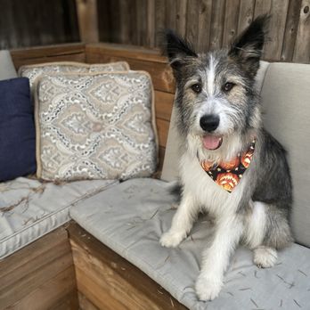 Paw Spa - Face and paws trimmed up, clean and dashing with a cute bandanna. - Pet Groomers Near Me - Elk Grove, California Paw Spa - Face and paws trimmed up, clean and dashing with a cute bandanna. - Pet Groomers Near Me - Elk Grove, California