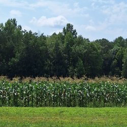 Morton Family Farms - We grow our popcorn naturally --without herbicides or pesticides. We are located in Claremont NC.