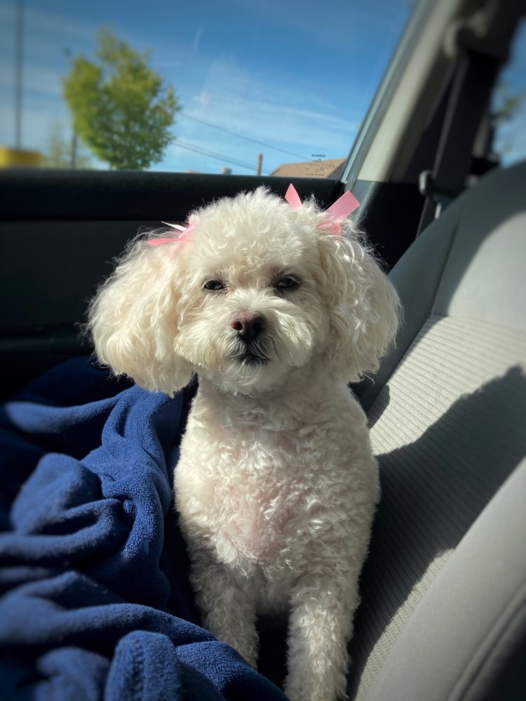 K 9 KUTS Updated August 2024 8 Center St, Gloucester, Massachusetts