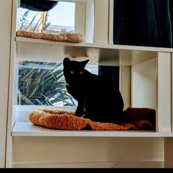Cat Town - Animal Shelters Near Me - Oakland, California Cat Town - Animal Shelters Near Me - Oakland, California